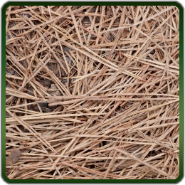 Pine Straw